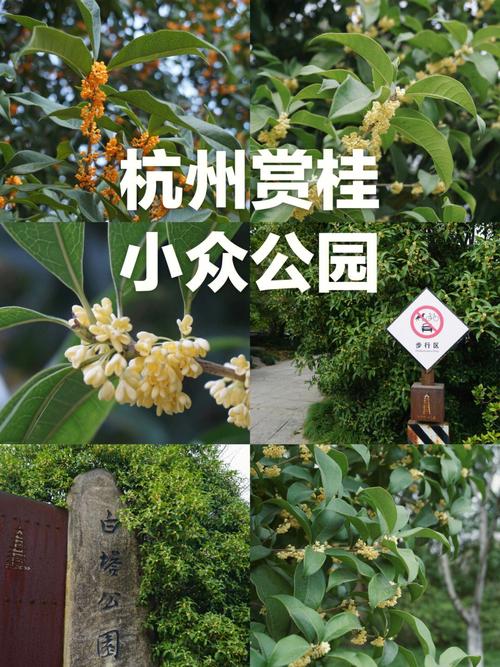 漫步桂花公园，感受常州古韵今风  第2张