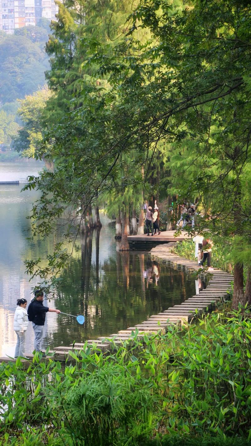 漫步水系公园，探寻城市绿洲的宁静与和谐