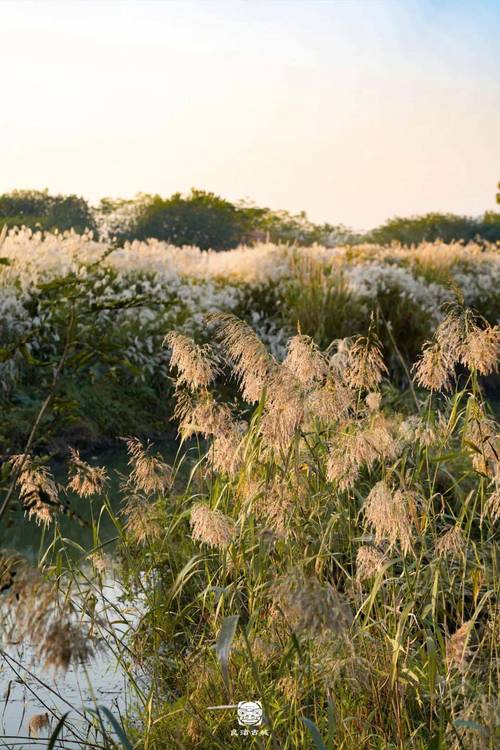 漫步泸州芦花公园，品味诗意栖息地