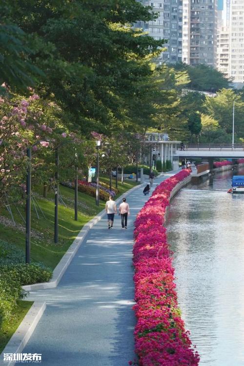 漫步深圳，邂逅涨水美景,探寻城市生态与人文的完美融合