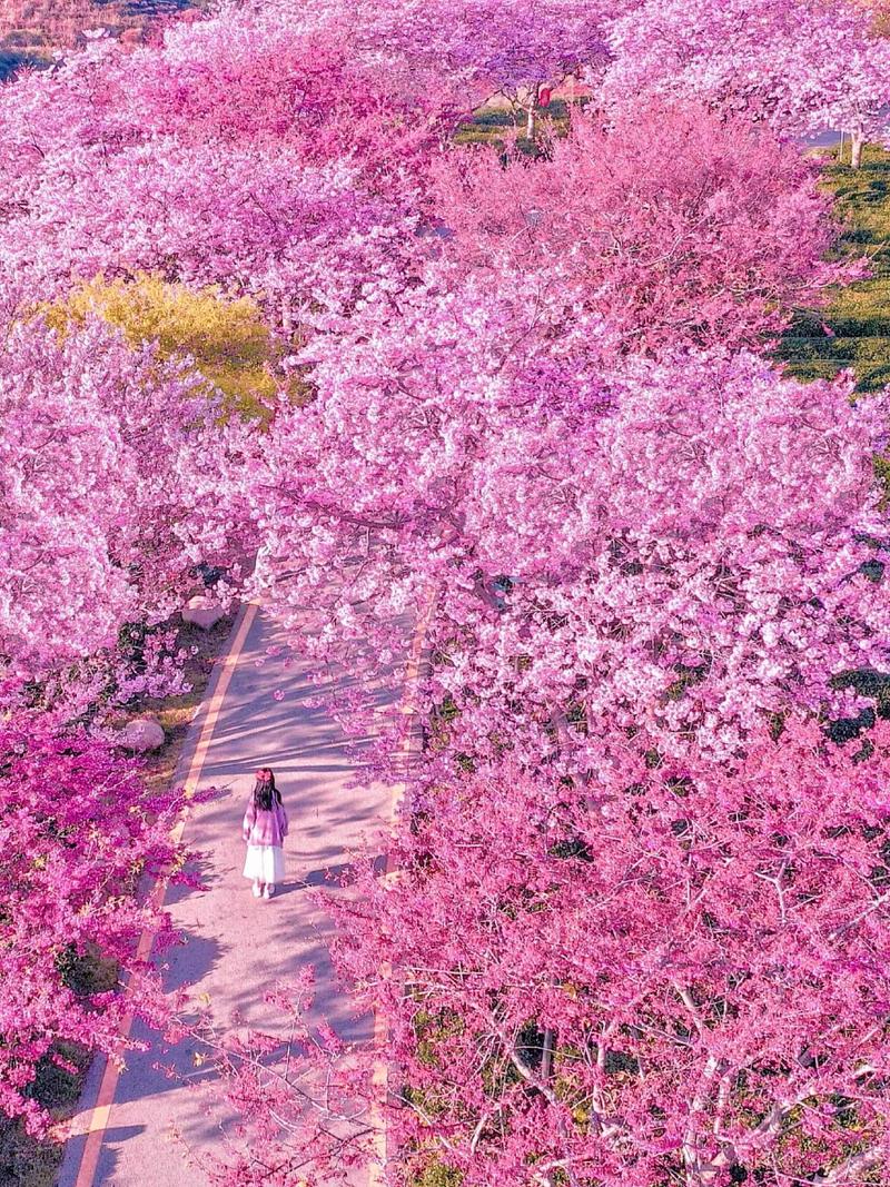 漫步石狮樱花公园，尽享春日浪漫时光