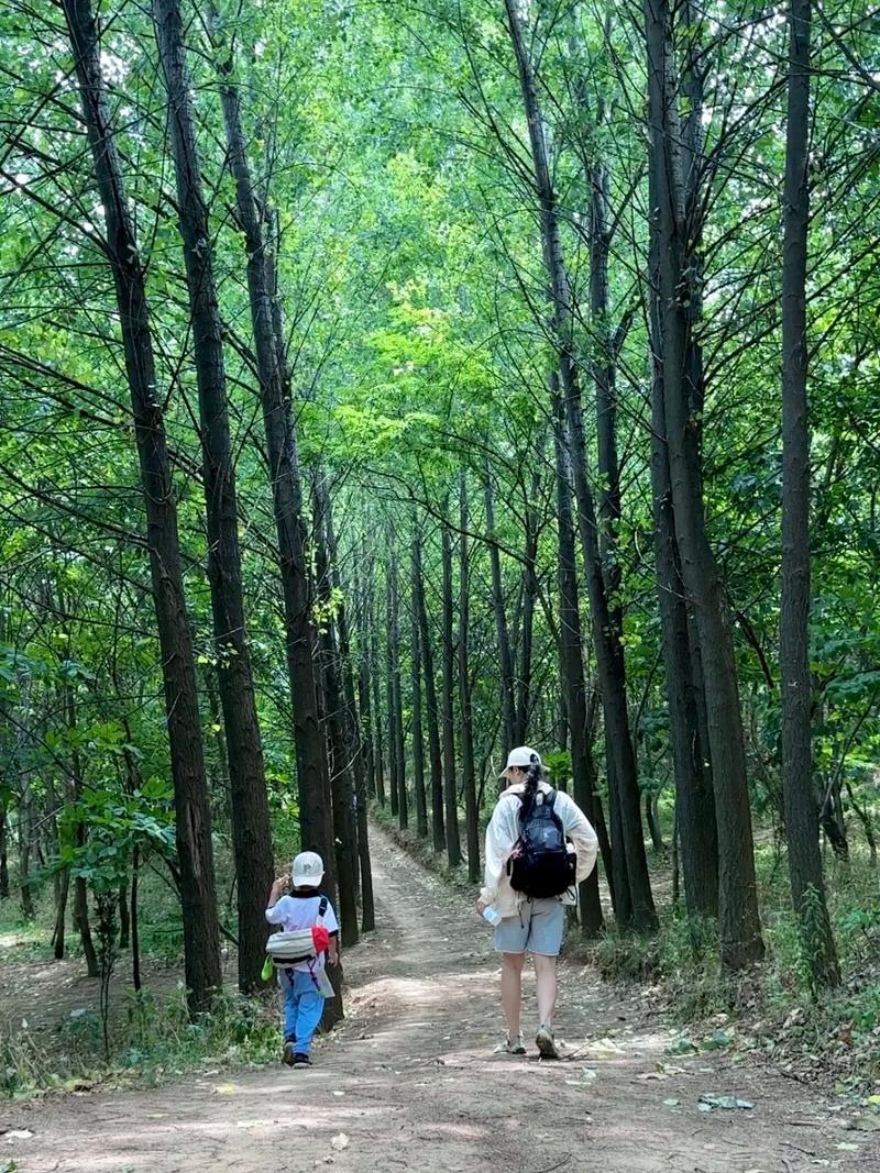 漫步龙岩树林小道,探秘自然秘境，体验宁静与和谐