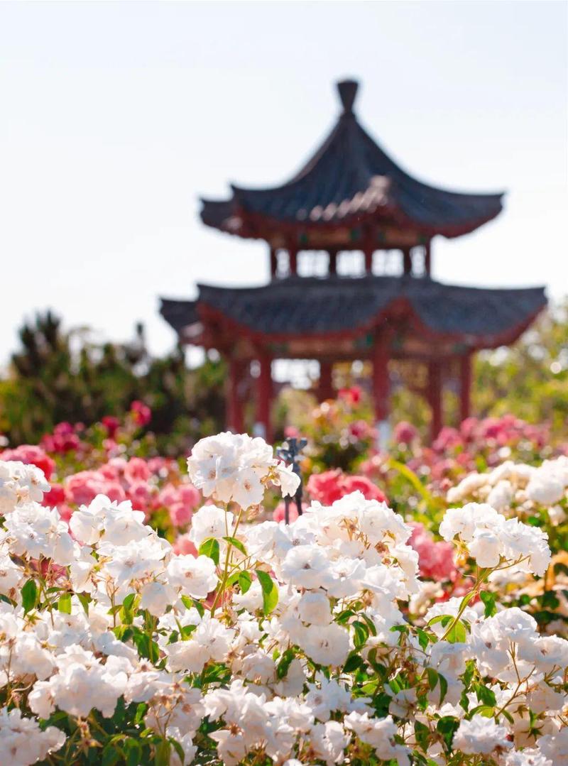 烟台春色满园，漫步花海，探寻历史足迹