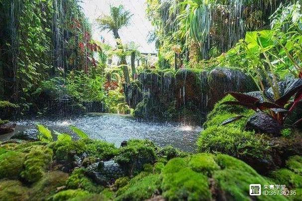 热带天堂,探寻简单雨林的生态奇迹