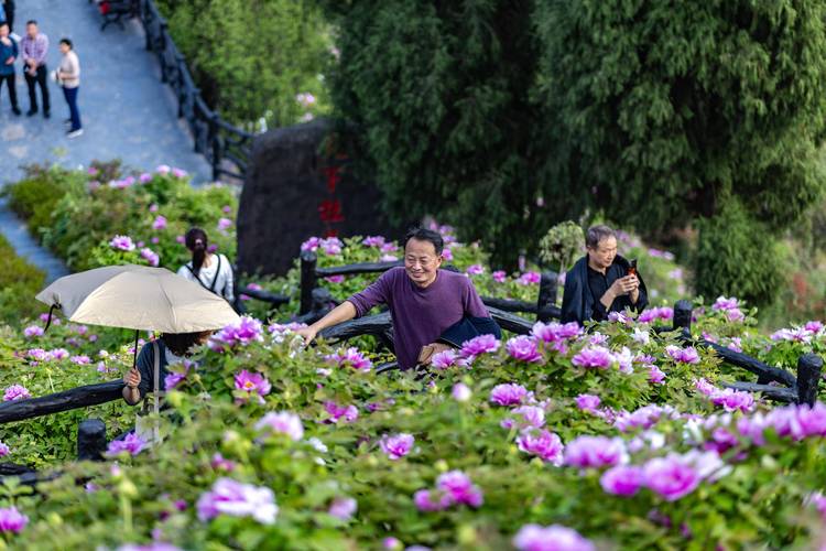 牡丹花开垫江，千年花韵绽放新篇