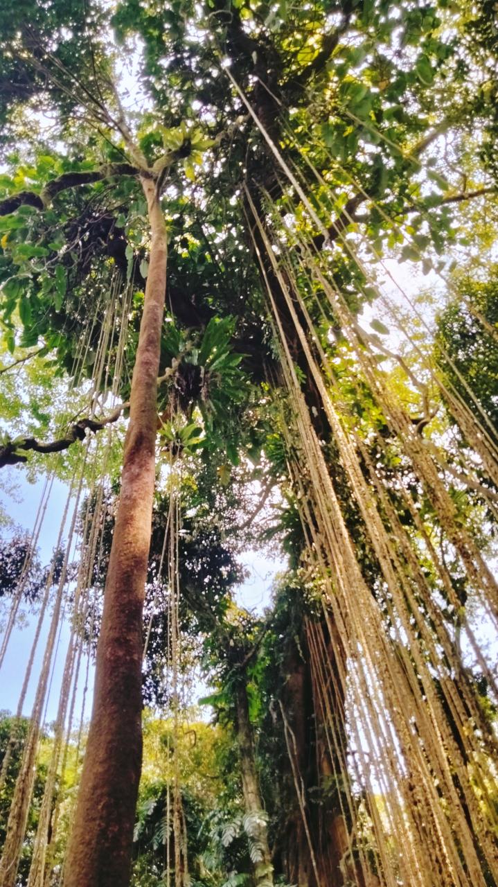 琼中县,休闲旅游胜地，探寻热带雨林的秘境之美