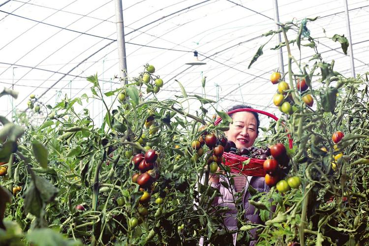 番茄红颜，探寻西红柿的美丽之旅