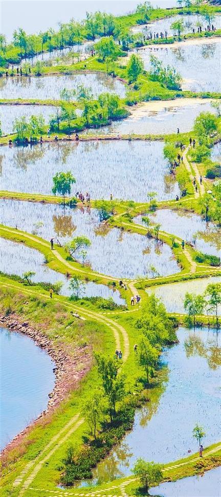 睢宁湿地公园,自然与人文的和谐共生