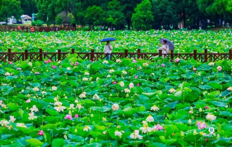 石牌荷花公园,城市绿洲，夏日清凉的休闲胜地