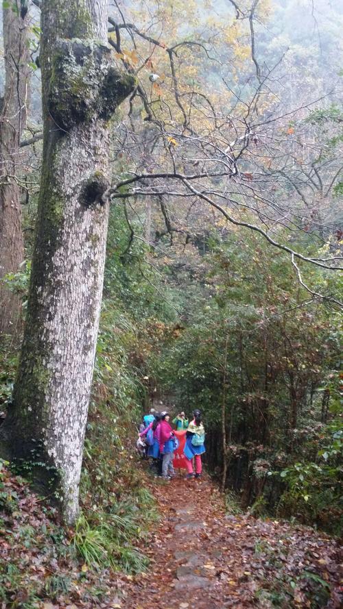 穿越历史长河，漫步周宁红枫古道_探寻福建古道的独特魅力