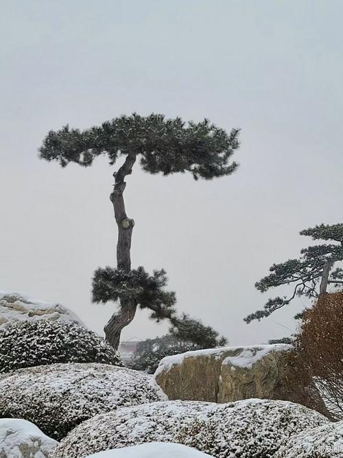 红雪松,河北的神秘瑰宝，探寻自然与文化的交融之美