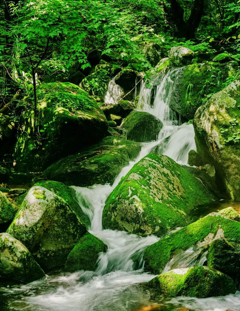 美林谷景区,大自然的秘境花园，悠然享受生态之美