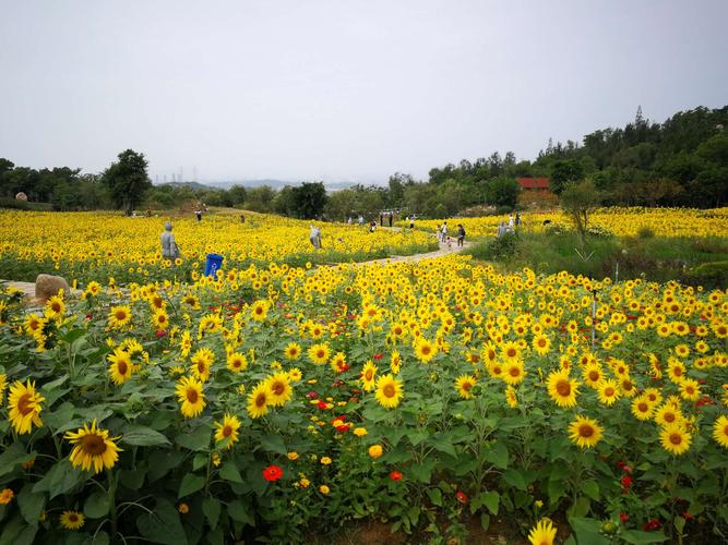 翔安香山公园,厦门的绿色明珠，漫步自然的诗意栖息地