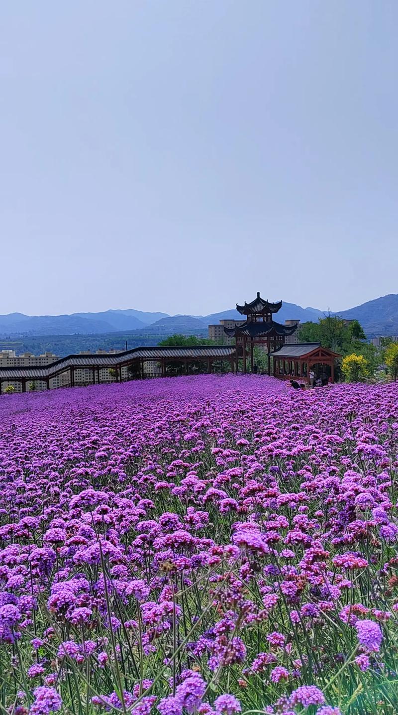 自贡熏衣草，浪漫花海中的诗意之旅