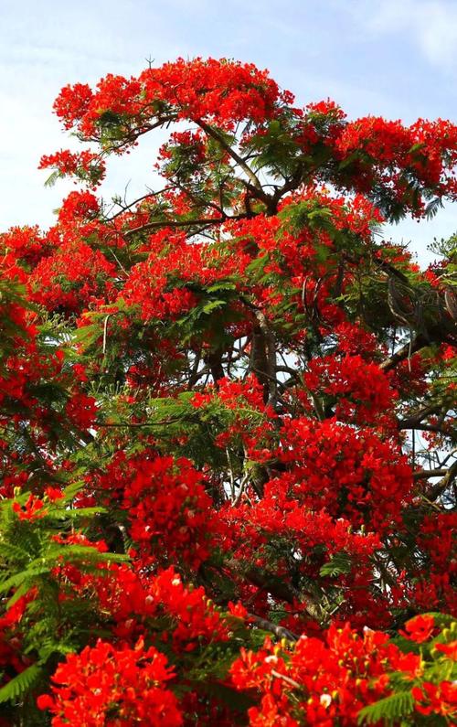 花开盛宴，开平赏花之旅