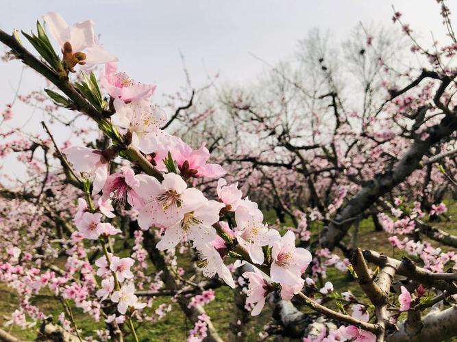 花开盛景，桃花灼灼_探寻崇州桃花景点的浪漫之旅