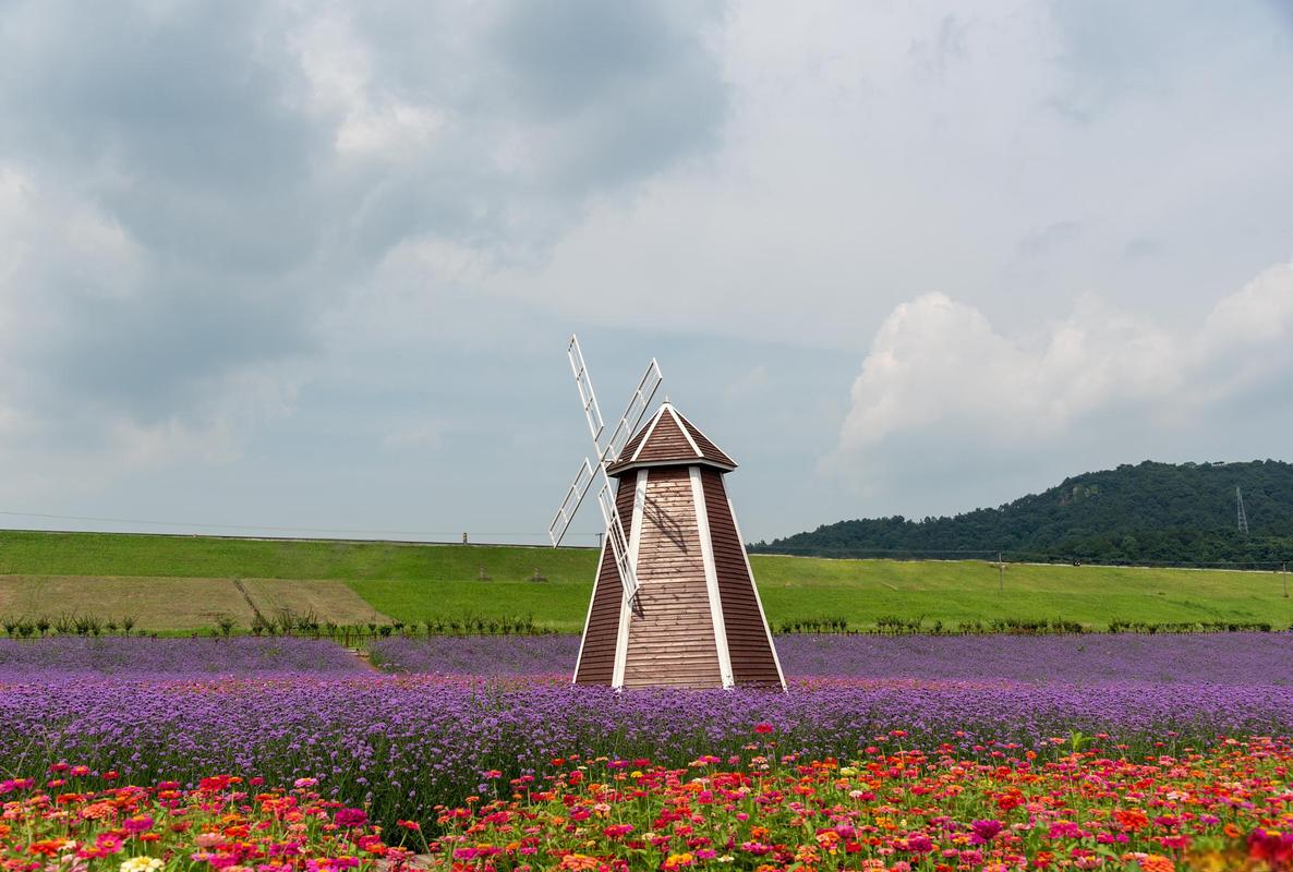 花海小镇,梦幻花田里的诗意栖息地