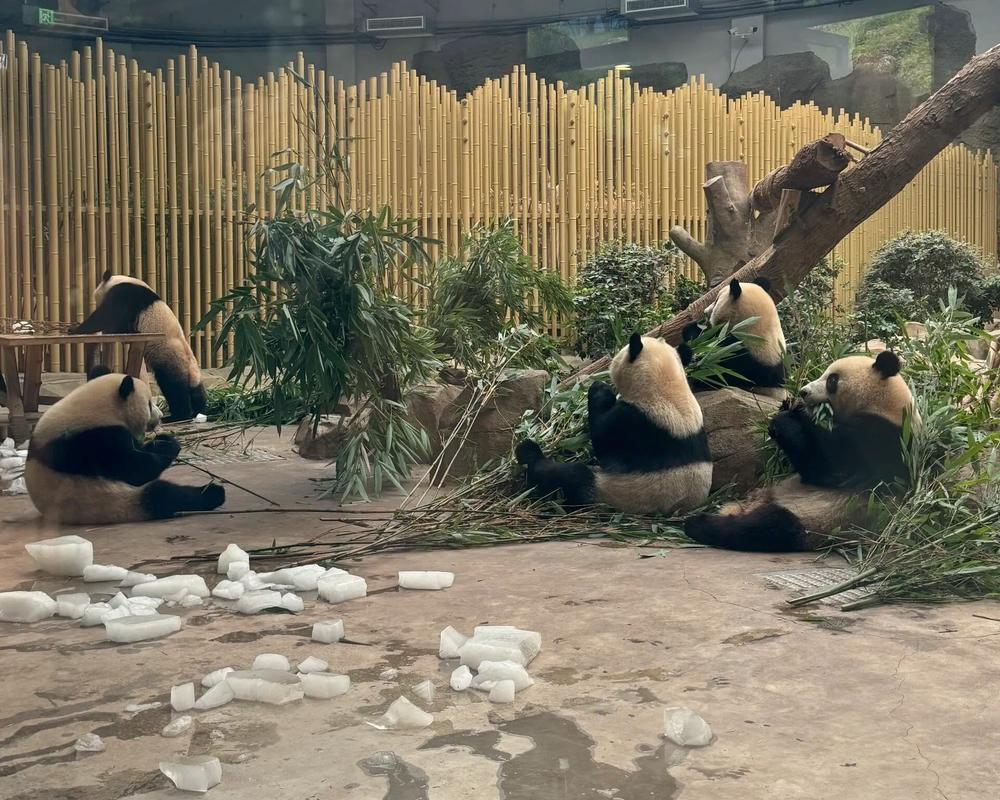 花花世界，熊猫乐园_探访我国著名景点熊猫花花