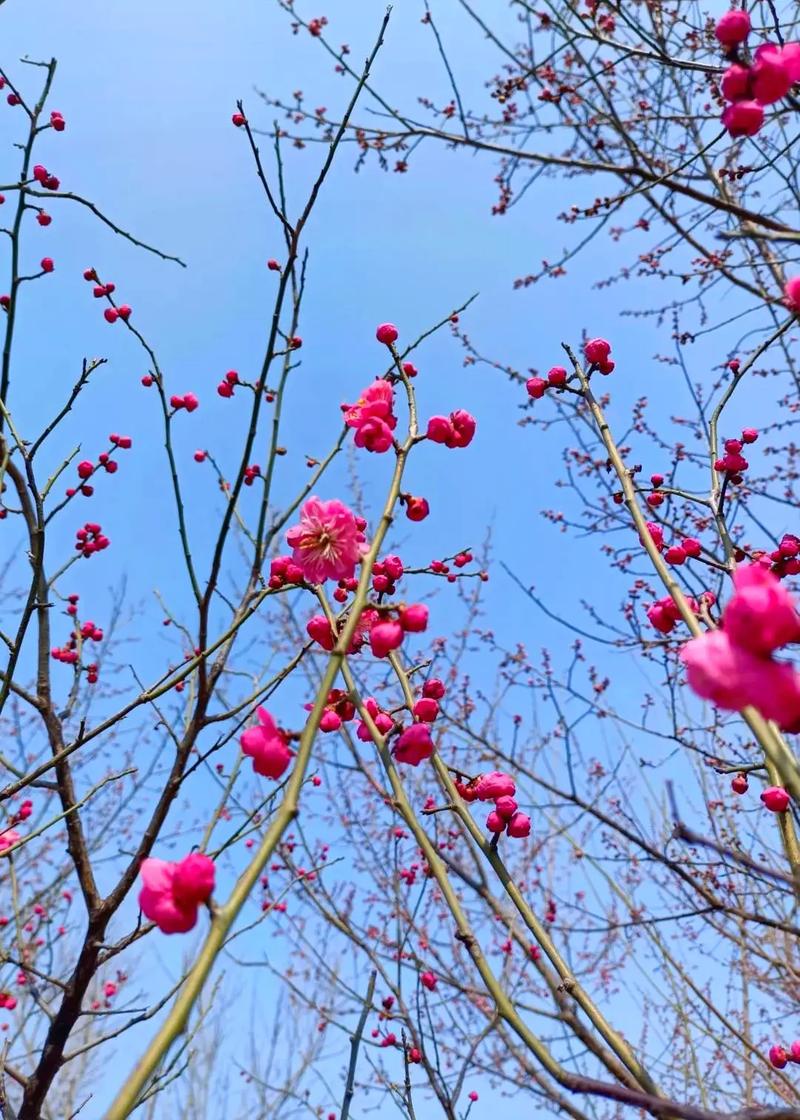 英德梅花,穿越时空的花海之旅