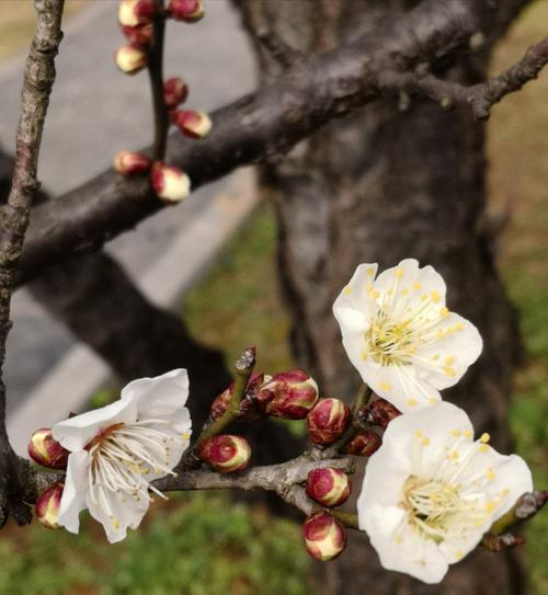 荥阳梅花,千年古韵，傲骨寒香  第2张