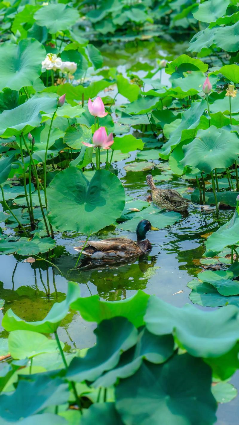 荷花池畔，古韵盎然_探秘圆明园荷花美景