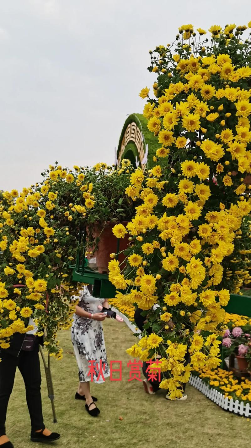 菊花盛景，古韵今风_探寻菊花景点的魅力