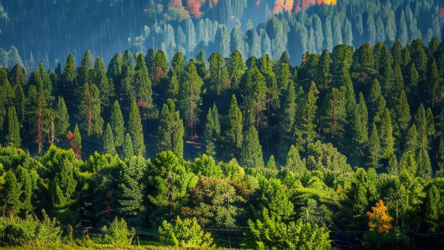 走进自然的怀抱_探访我国某著名树林风景景点