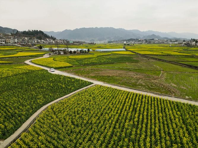 踏青贵州福泉，探寻春日里的诗意田园  第2张