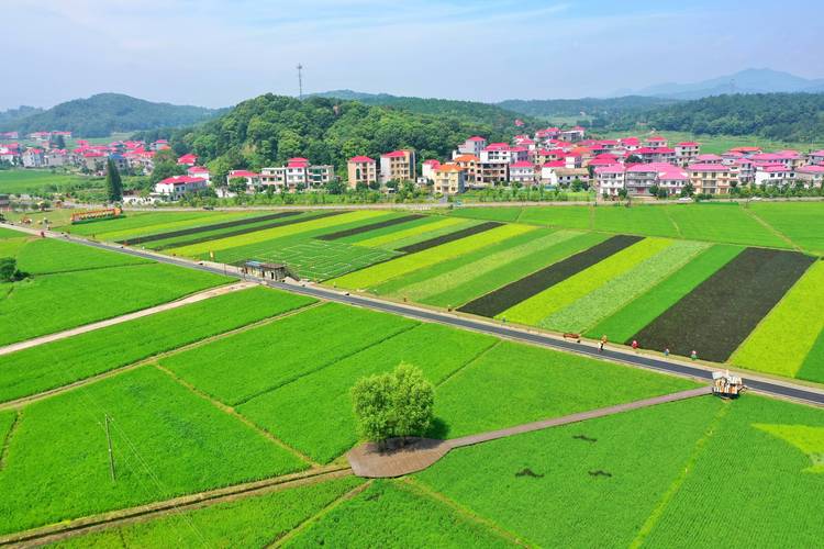 遂宁周边稻田美景,领略田园风光，体验农耕文化