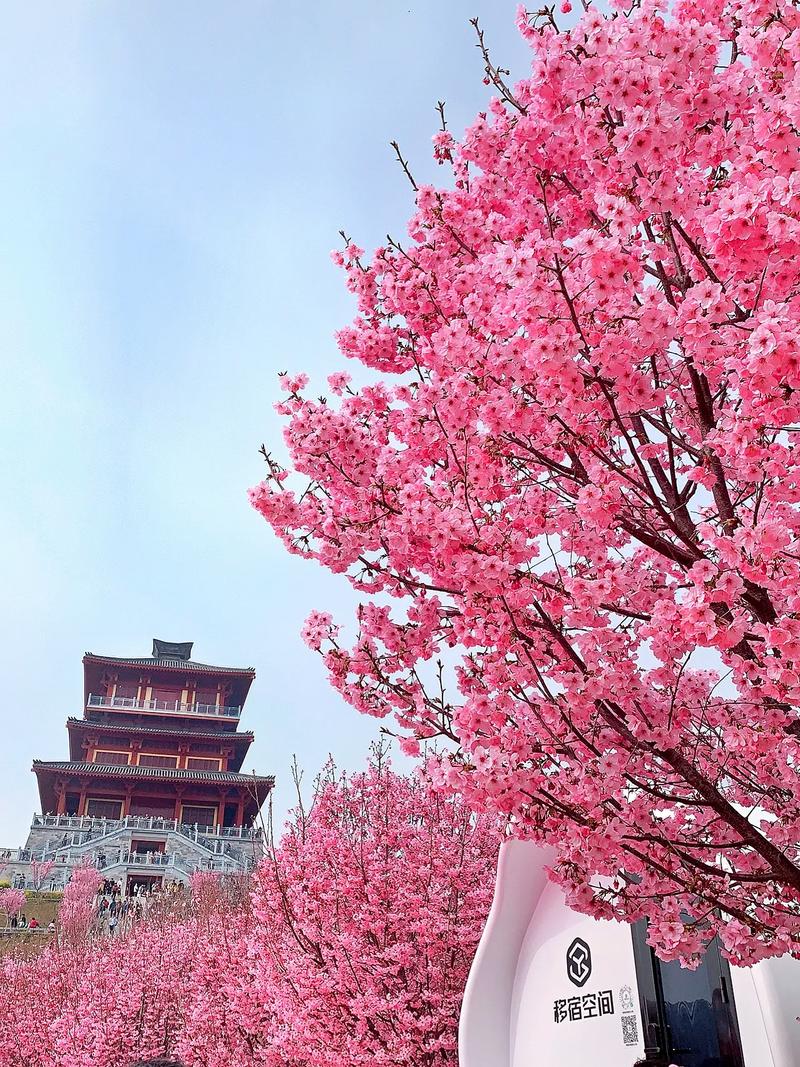 郑州樱花盛开，打卡美景，感受古都新韵