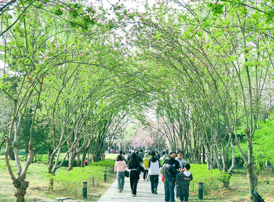 重庆长江春游,踏青赏花，感受山水之城诗意盎然