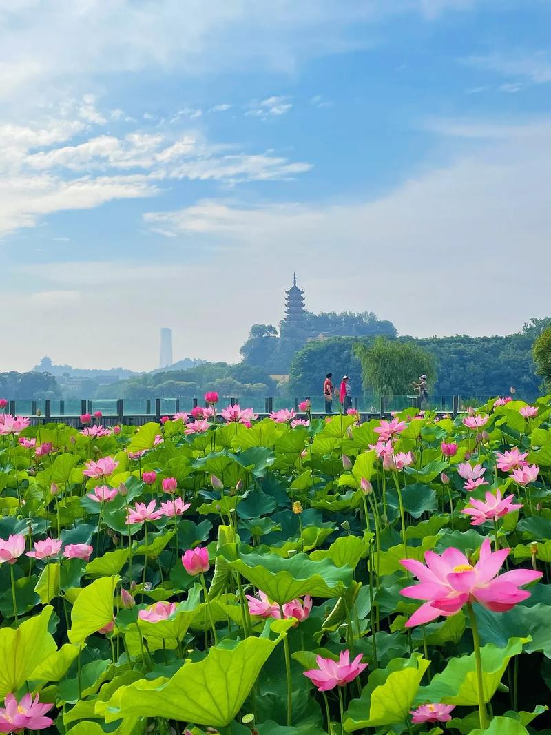 镇江荷花,水乡泽国里的夏日仙境