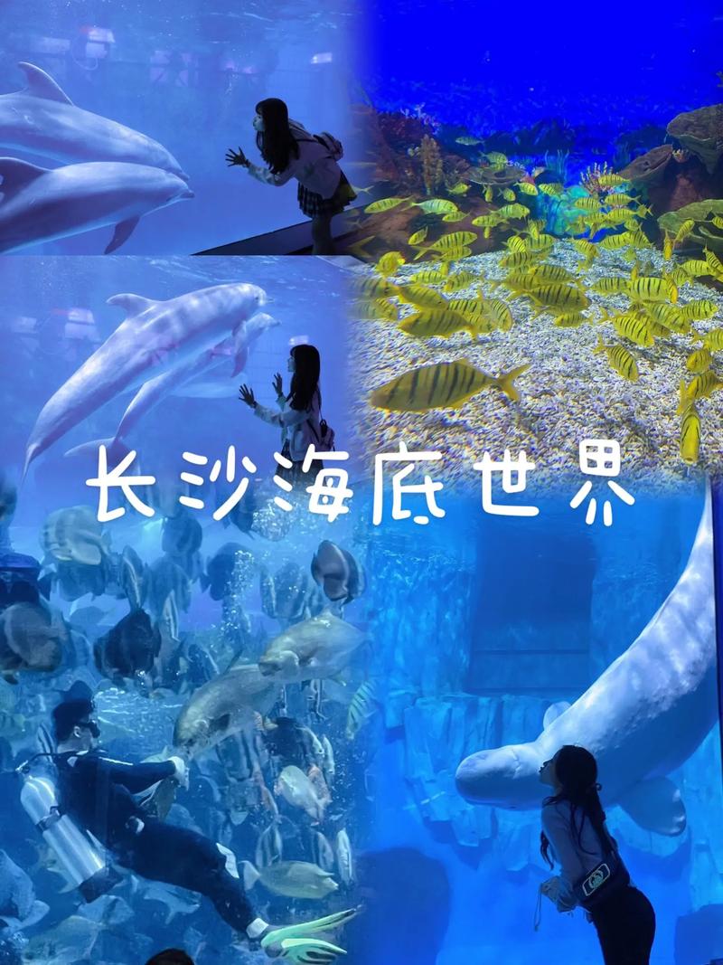 长沙海底世界,探寻深海奥秘，感受海洋魅力  第2张