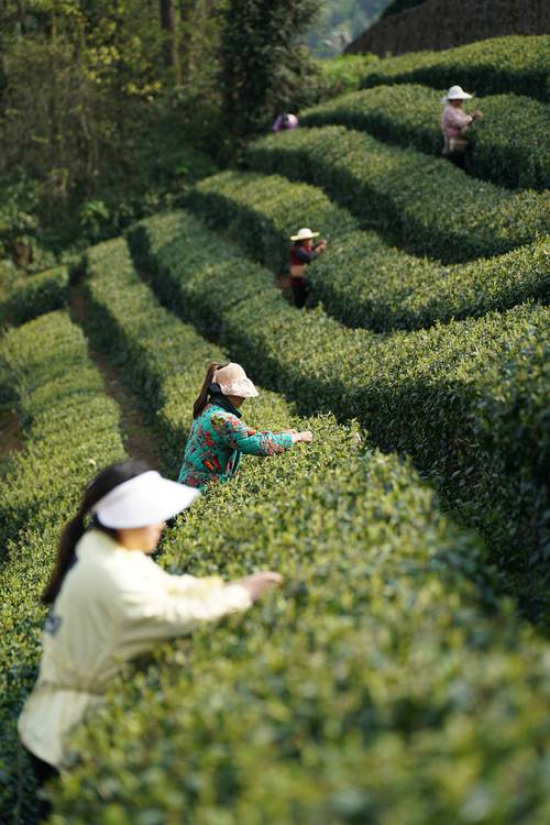 陕西茶韵，探寻古都附近的茶园美景