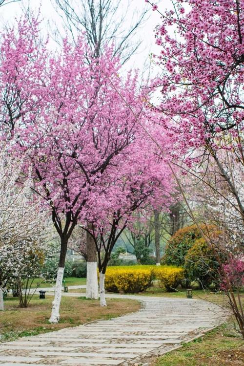 陕西赏花胜地，春意盎然，花开满城