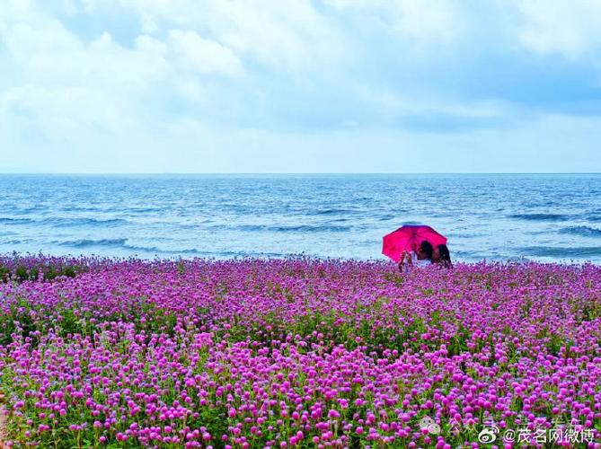 隆回花海,一场视觉与心灵的盛宴