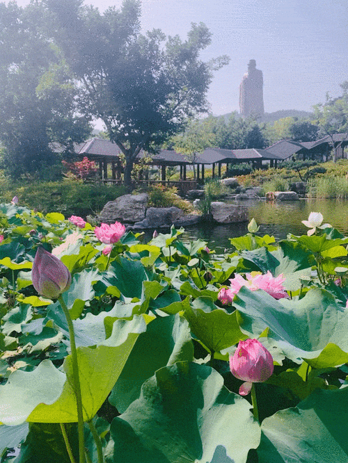 隐匿于世的荷塘秘境,探寻小众荷花景点之美