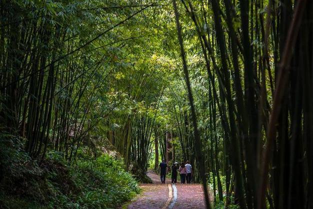 雄县竹林公园,绿意盎然的天然氧吧，感受自然之美