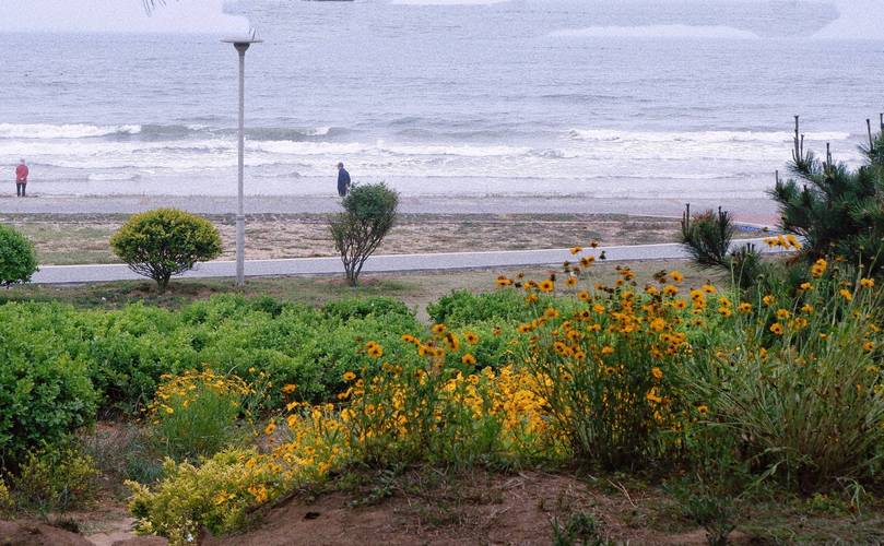 青岛海带海滩,美丽与生态共融的海滨旅游胜地