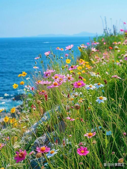 青岛花海乡村,诗意田园，邂逅浪漫花海