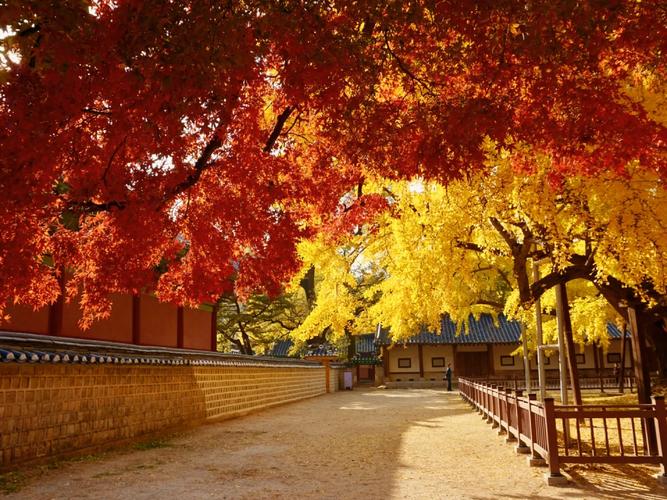 韩国秋季，邂逅诗意画卷的浪漫之旅