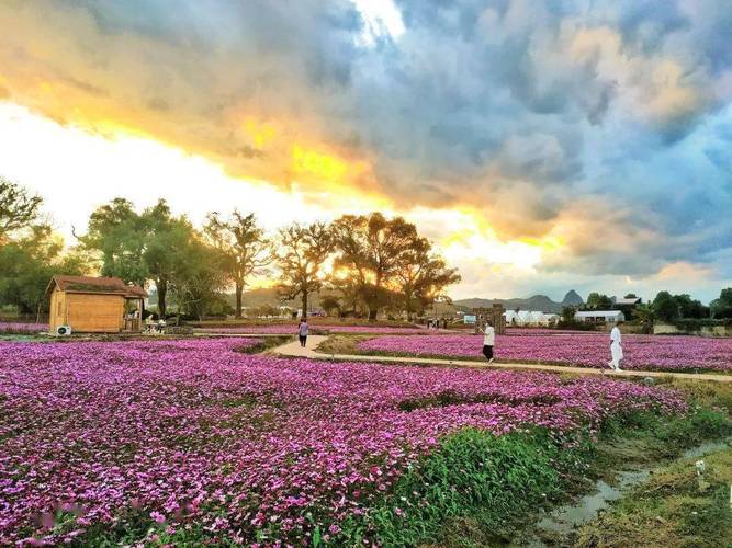 韶关花海,梦幻花田，浪漫打卡地