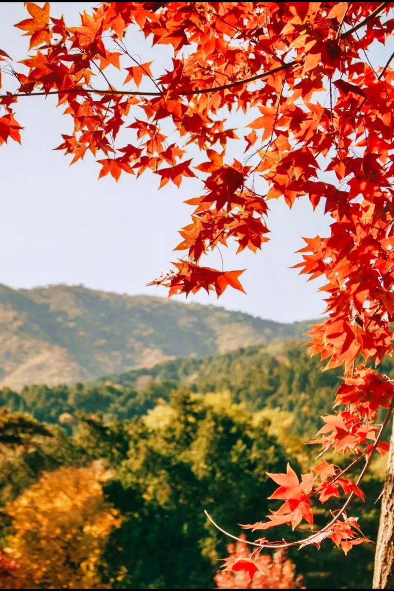 香山红叶节,秋日里的诗意之旅