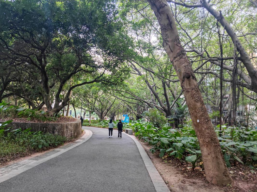 香港灵芝公园,漫步自然，探寻生命之源