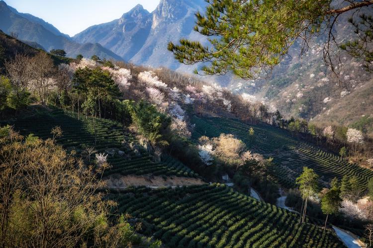 高山樱花的浪漫之旅,探寻自然与人文的交融之美