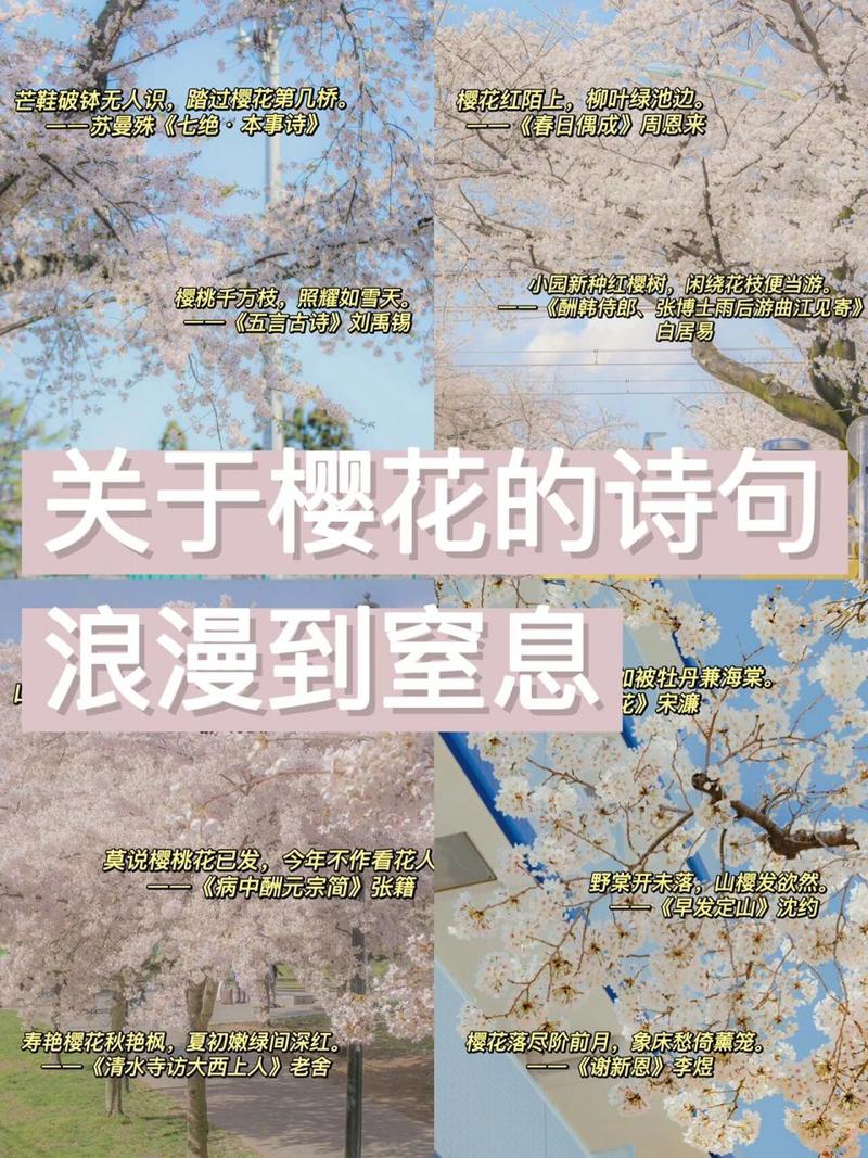 高明樱花,春日里的浪漫诗篇