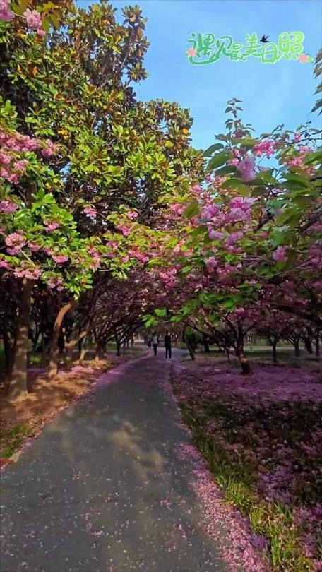 魅力磁县，樱花盛开下的诗意画卷