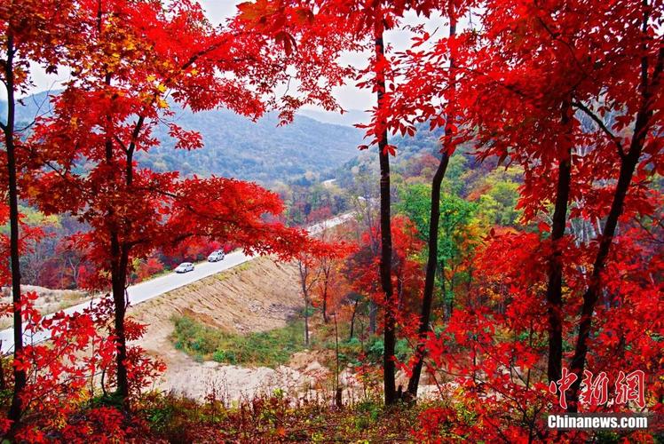 鹤岗红叶,秋意盎然的北方秘境