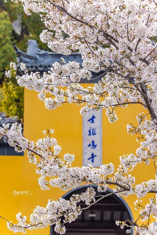 南京花海,春日里的浪漫诗篇，探寻花海之美