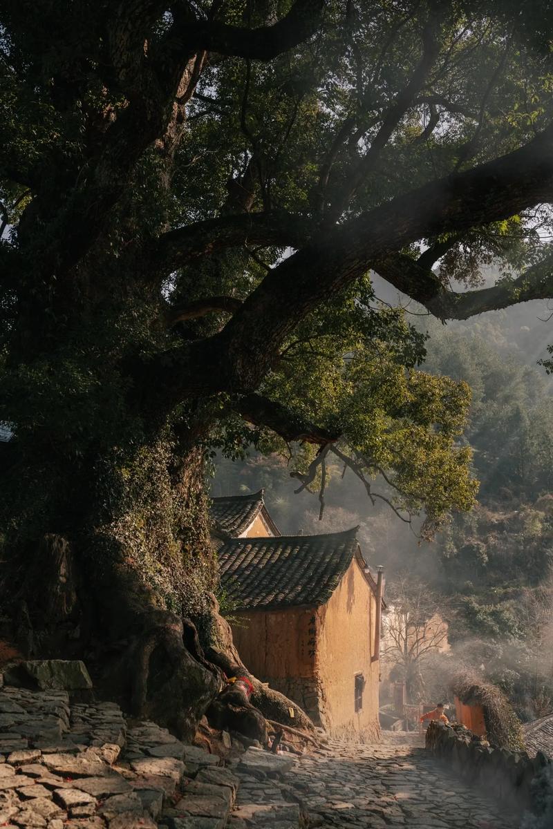 探寻千年古韵，松阳杨家祠的文化底蕴